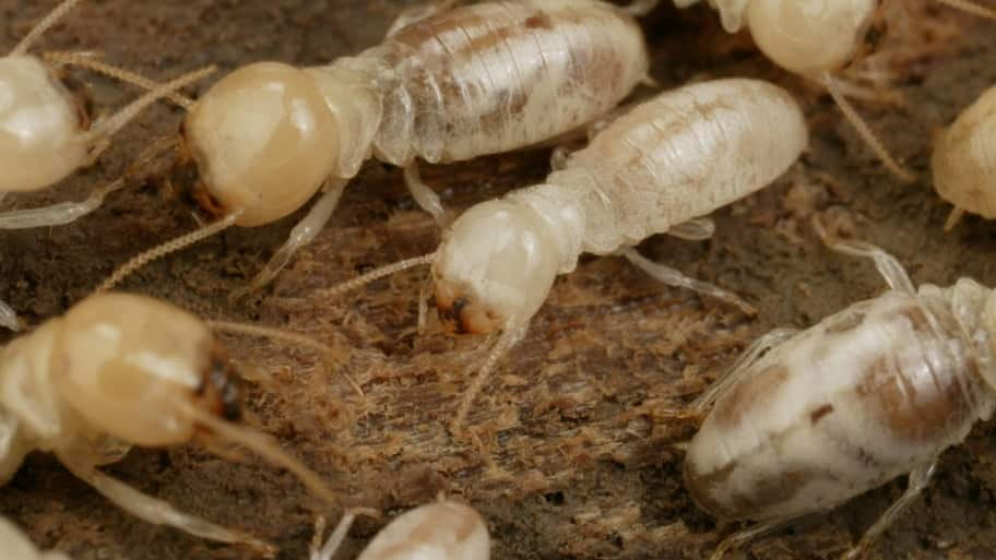 Giant Northern Termites